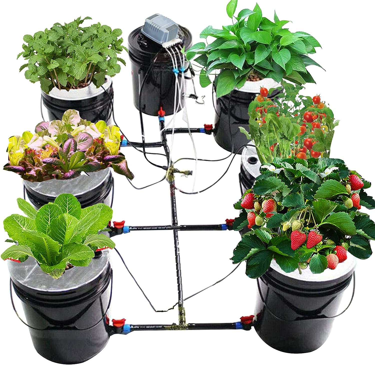 Indoor garden flourishing with plants grown using a Deep Water Culture Bucket System