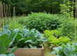 A diverse assortment of vegetables, including lettuce, spinach, and kale, growing happily in a shady garden bed.