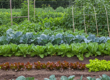 Unlock Your Garden's Potential: The Benefits of No-Till Gardening