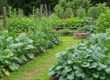 A vibrant and diverse sustainable food garden with various vegetables and herbs growing in raised beds